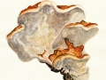 Fomitopsis pinicola  (Sw.: Fr.) Karst. , Rotrandiger Baumschwamm