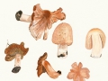Inocybe erubescens  Blytt , Ziegelroter Risspilz