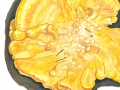 Laetiporus sulphureus  (Bull.: Fr.) Murr. , Schwefelporling