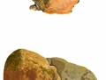 Fomitoporia robusta  (Karst.) Fiasson & Niemelä, Eichen-Feuerschwamm