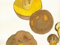 Hemileccinum impolitum (Fr.) Sutara , Fahler Röhrling
