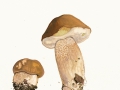 Boletus reticulatus Schaeff. , Sommer-Steinpilz
