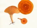 Lactarius porninis  Rolland , Lärchen-Milchling