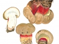 Caloboletus calopus (Pers.) Vizzini , Schönfuß-Röhrling