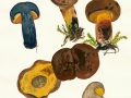 Cyanoboletus pulverulentus Opat. , Schwarzblauender Röhrling