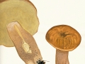 Boletus reticulatus Schaeff. , Sommer-Steinpilz