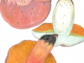 Rubroboletus legaliae (Pilát & Dermek) Della Maggiora & Trassinelli , Falscher Satans-Röhrling