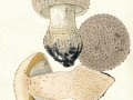Amanita solitaria (Bull.:Fr.) Mérat , Igel-Wulstling