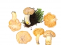 Cantharellus cibarius Fr. ,  Echter Pfifferling