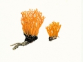 Calocera viscosa (Pers.:Fr.) Fr. , Klebriger Hörnling