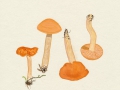 Cuphophyllus pratensis (Schaeff.: Fr.) Bon , Orangefarbener Wiesen-Ellerling