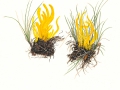 Clavulinopsis fusiformis (Sow.: Fr.) Corner , Spindelförmige Wiesenkeule