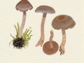 Cortinarius (Ser.) anomalus (Fr.:Fr.) Fr. , Graubräunlicher Dickfuß