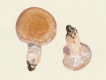 Cortinarius (Phl.) claricolor (Fr.) Fr. , Weißgestiefelter Schleimkopf