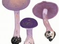 Cortinarius (Phleg.)  terpsichores Melot , Schönblauer Klumpfuß