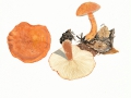 Cystoderma terrei (Berk. & Broome) Harm., Zinnoberroter Körnchenschirmling