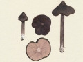 Entoloma porphyrophaeum (Fr.) Karst. , Porphyrbrauner Rötling