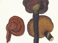Ganoderma lucidum (M.A. Curtis: Fr.) Karst. , Glänzender Lackporling