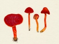 Hygrocybe coccinea (Schaeff.:Fr.) Kumm. var. coccinea , Kirschroter Saftling