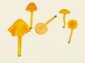 Hygrocybe persistens (Britz.) Singer var. persistens , Safrangelber Saftling