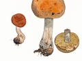 Leccinum versipelle (Fr. & Hök) Snell, Birken-Rotkappe