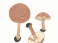 Lepiota aspera (Fr.) Quél. , Spitzschuppiger Stachelschirmling, Rauer Schirmling