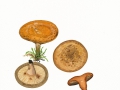 Paxillus involutus (Batsch:Fr.) Fr. , Kahler Krempling