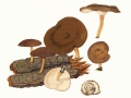 Polyporus brumalis Pers.: Fr.  , Winter-Stielporling, Winterporling