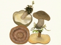 Polyporus ciliatus Fr.: Fr.  und Polyporus brumalis Pers.: Fr.,  Mai- und Winterporling