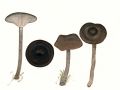 Pseudoclitocybe cyathiformis (Bull.: Fr.)) Singer , Kaffeebrauner Scheintrichterling