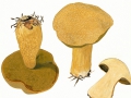 Suillus variegatus (Sw.:Fr.) RICHON 6 roze , Sand-Röhrling