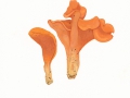 Tremiscus helvelloides (DC.: Pers.) Donk , Fleischroter Gallerttrichterling
