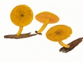 Tricholomopsis decora (Fr.) Singer , Olivgelber Holz-Ritterling