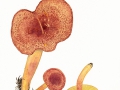 Tricholomopsis rutilans (Schaeff.:Fr.) Singer , Rötlicher Holz-Ritterling, Purpurfilziger Holzritterling