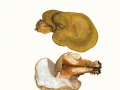 Laeticutis cristata(Schaeff.) Audet , Gelbgrüner Kamm-Porling