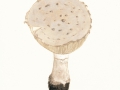 Amanita strobiliformis (Paulet) Bertill. , Fransiger Wulstling