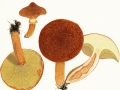 Suillus cavipes (Opat.) A.H.Sm. & Thiers , Hohlfuß-Röhrling