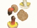 Caloboletus calopus Pers: Fr. , Schönfuß-Röhrling