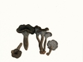 Craterellus cinereus (Pers.:Fr.) FDonk , Grauer Leistling, Graue Kraterelle