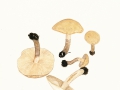 Chamaemyces fracidus (Fr.) Donk. , Fleckender Schmierschirmling