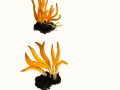 Clavulinopsis helvola (Pers.:Fr.) Corner var. helvola, Goldgelbe Wiesenkeule