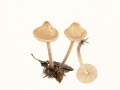 Marasmiellus confluens (Pers.) Oliveira , Knopfstieliger Blasssporrübling