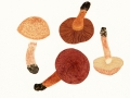 Cortinarius (Lep.) bolaris (Pers.:Fr.) Fr. , Rotschuppiger Raukopf