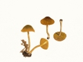 Cortinarius (Derm.) cinnamomeoluteus P.D. Orton , Zimtgelber Raukopf
