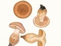 Cortinarius duracinus Fr. , 2 , Wurzelnder Wasserkopf
