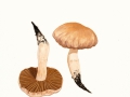 Cortinarius duracinus Fr. ,1 , Wurzelnder Wasserkopf