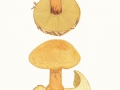 Cortinarius (Phleg.) elegantior (Fr.) Fr. , Messing-Klumpfuß