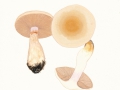 Cortinarius  (Ser.) malachius (Fr.) Fr. , Hygrophaner Dickfuß