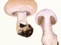 Cortinarius (Phleg.) nemorensis (Fr.) J.E. Lange , Verfärbender Schleimkopf