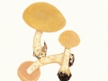 Cortinarius (Phleg.) olidus J.E. Lange , Gelbgegürtelter Schleimkopf